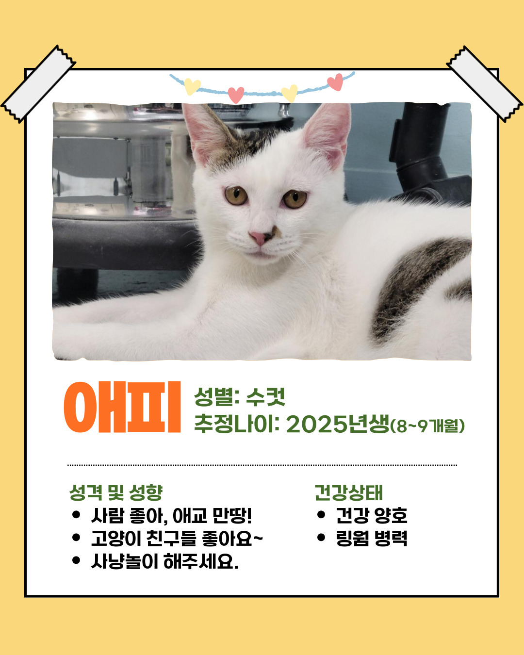 반려돌봄센터 아이들의 '임보처'를 찾습니다 이미지 3 - 본문에 자세한설명을 제공합니다.