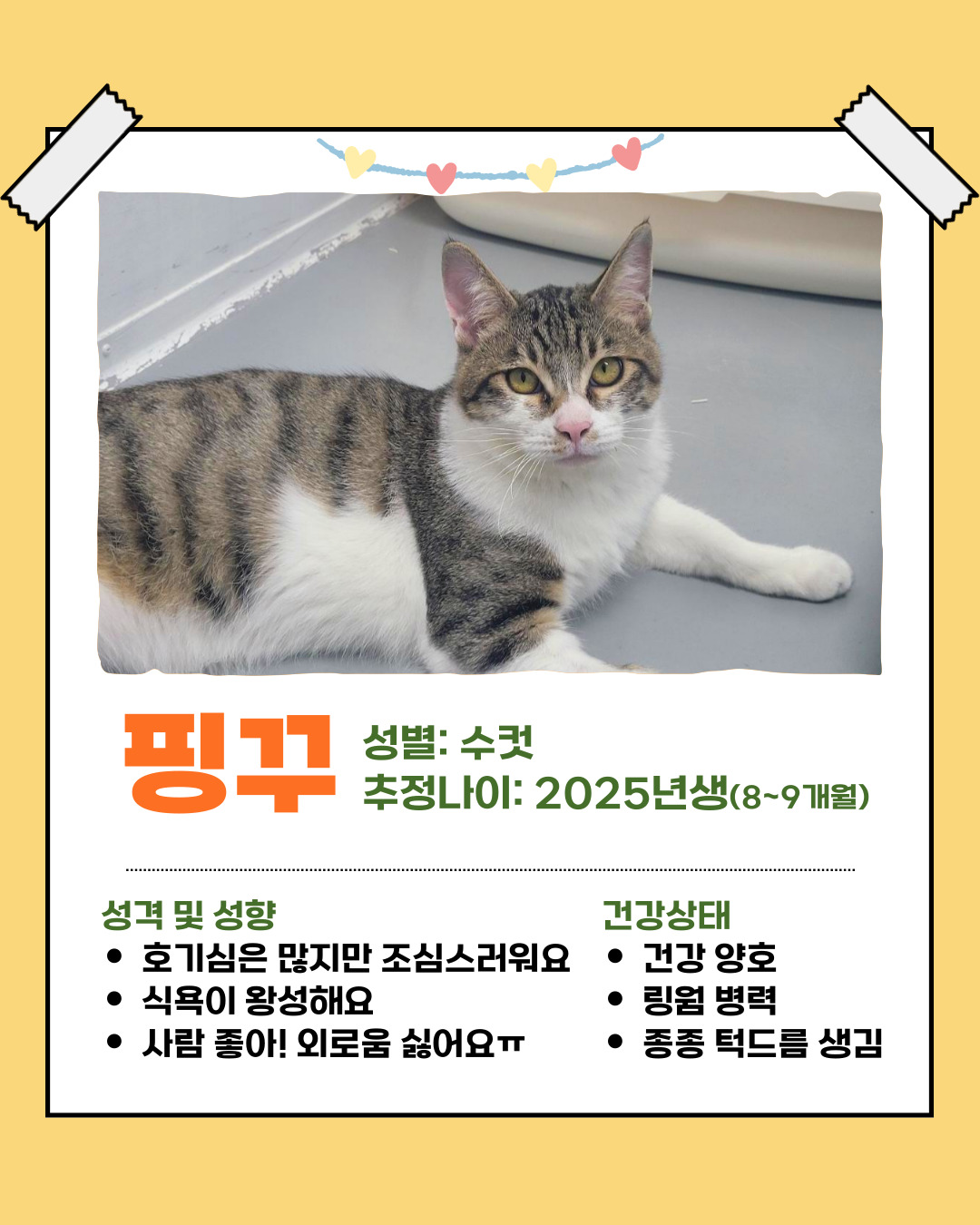 반려돌봄센터 아이들의 '임보처'를 찾습니다 이미지 4 - 본문에 자세한설명을 제공합니다.