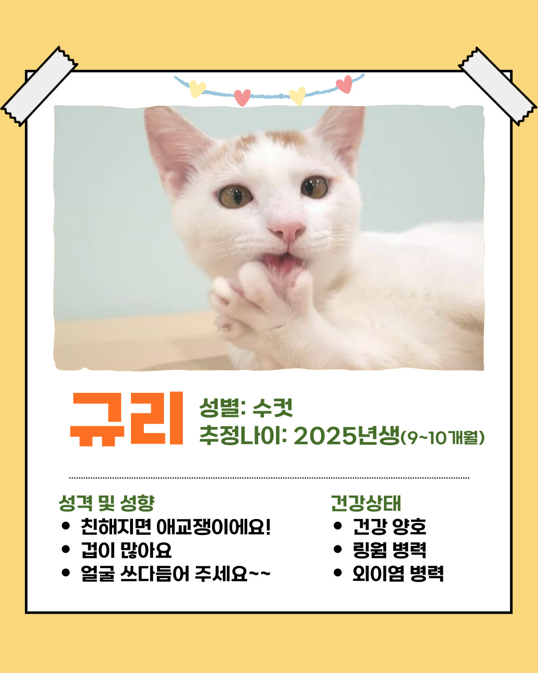 반려돌봄센터 아이들의 '임보처'를 찾습니다 이미지 5 - 본문에 자세한설명을 제공합니다.