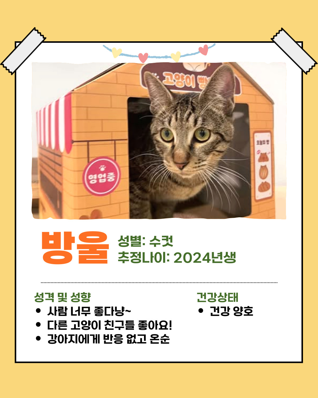 반려돌봄센터 아이들의 '임보처'를 찾습니다 이미지 6 - 본문에 자세한설명을 제공합니다.