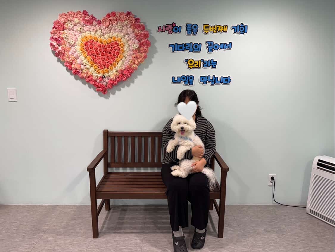 솜이_입양완료 이미지 1 - 본문에 자세한설명을 제공합니다.