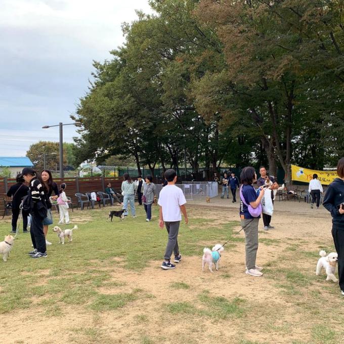 어질리티 미니운동회 '노라보개' 이미지