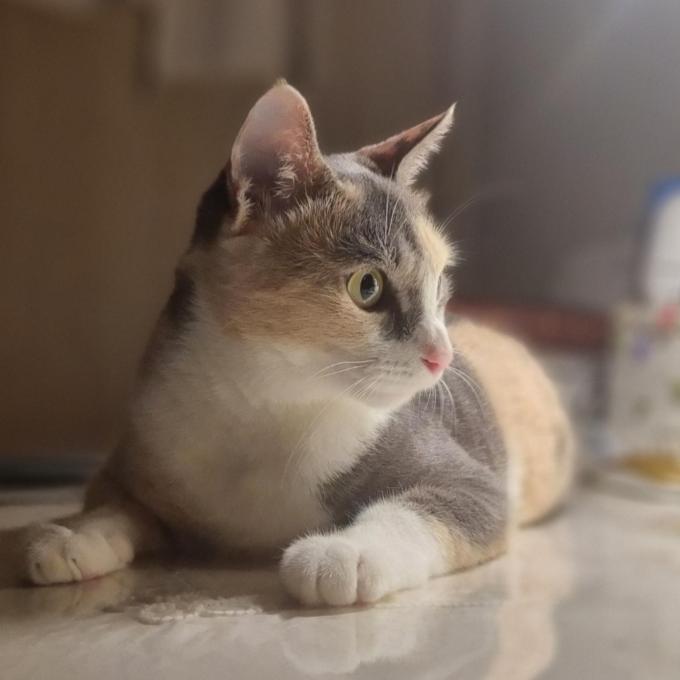 예쁜 모색의 라떼 이미지