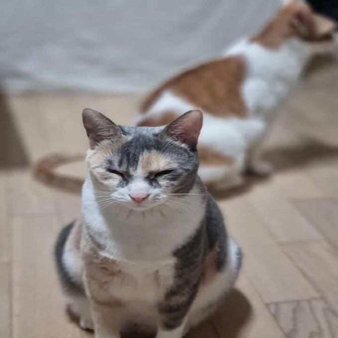 라떼 이미지