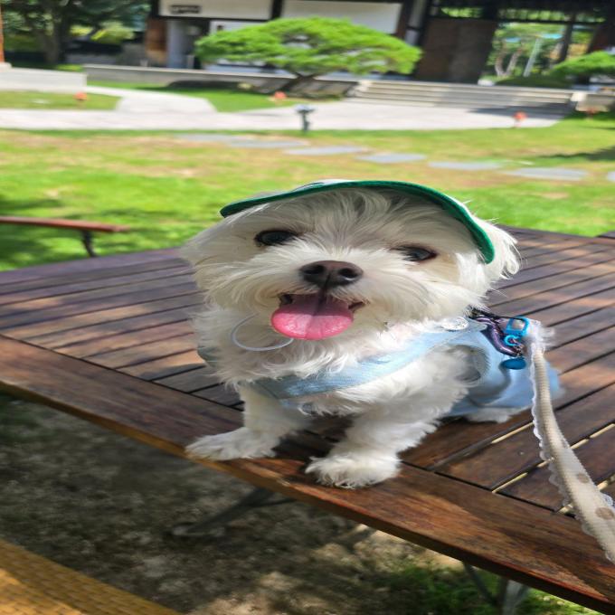 모리 이미지