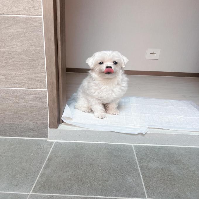 똘이 이미지