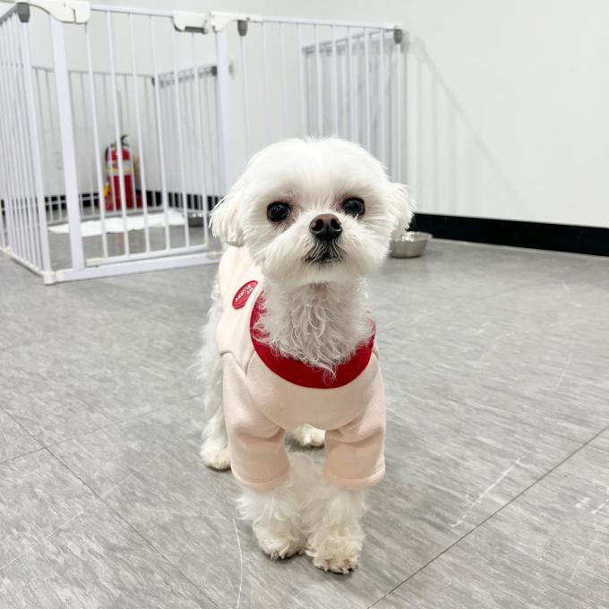 [입양완료] 슈가 이미지