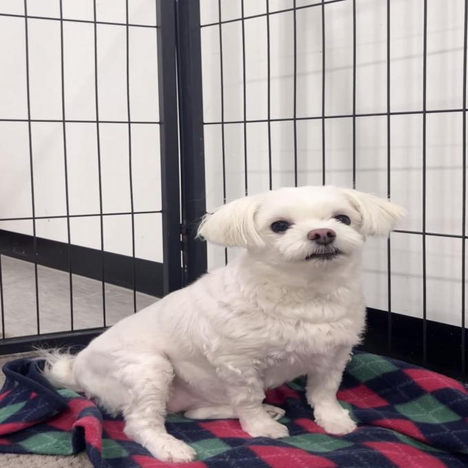 [입양완료] 영심이 이미지