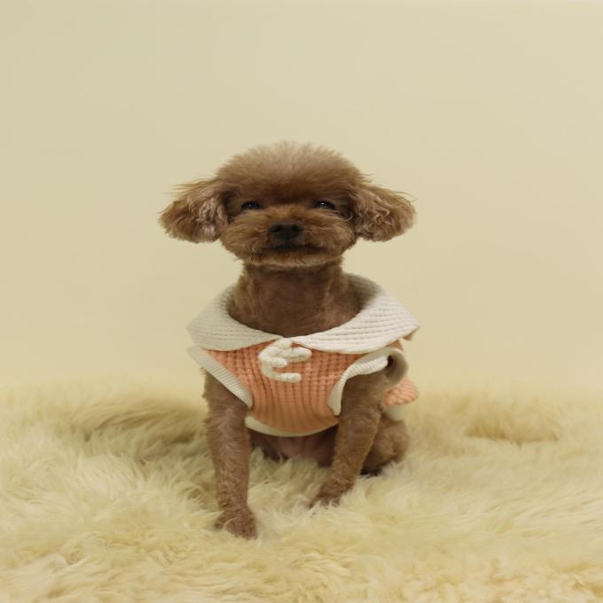 [입양완료] 토토 이미지