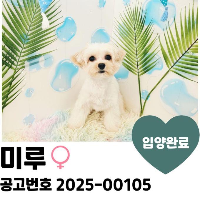 [입양완료] 미루 이미지