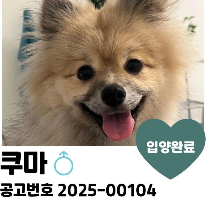 [입양완료] 쿠마 이미지