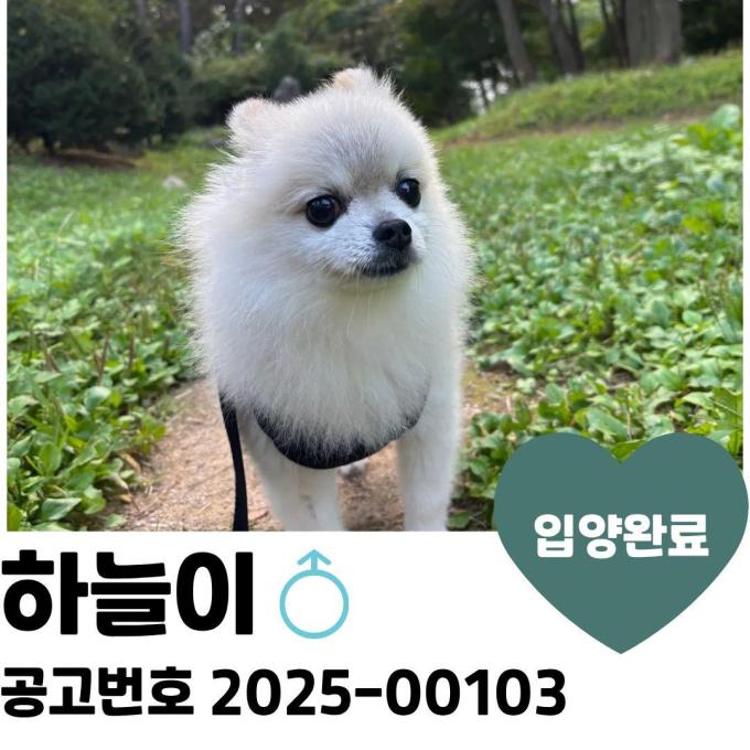 [입양완료] 하늘 이미지