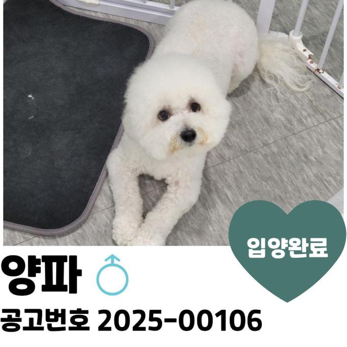 [입양완료] 양파 이미지