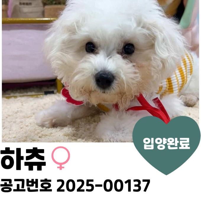 [입양완료] 하츄 이미지