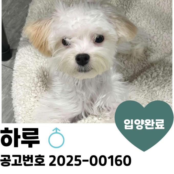 [입양완료] 하루 이미지