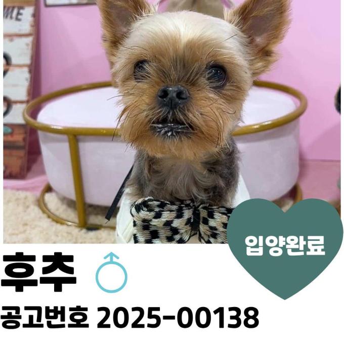 [입양완료] 후추 이미지