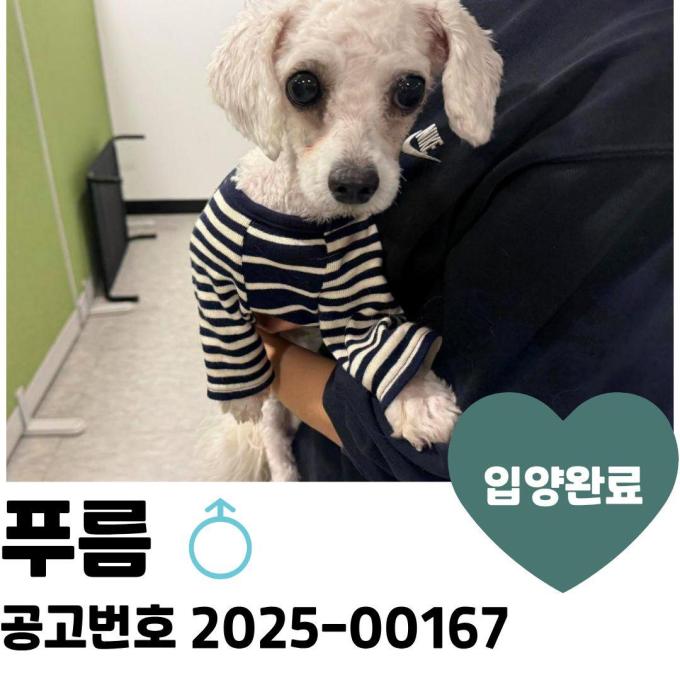 [입양완료] 푸름 이미지