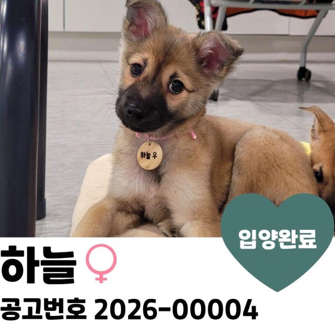 [입양완료] 하늘 이미지