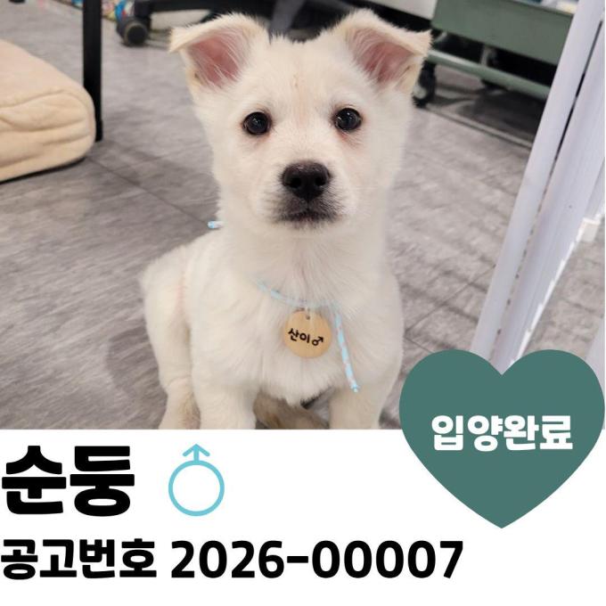 [입양완료] 순둥 이미지