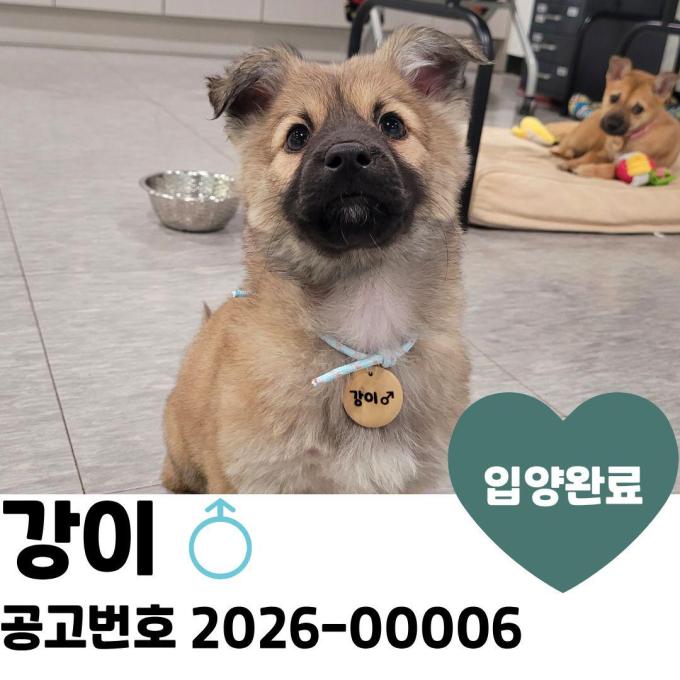 [입양완료] 강이 이미지