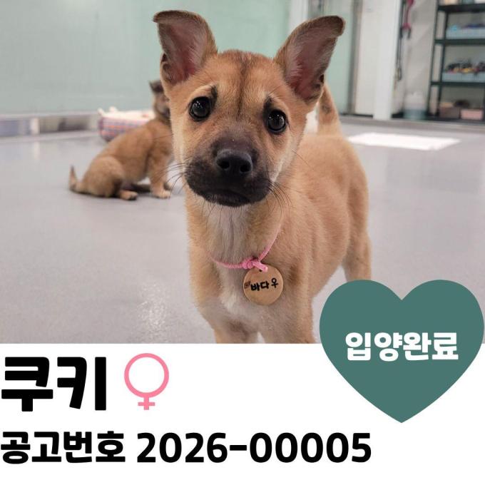 [입양완료]쿠키 이미지