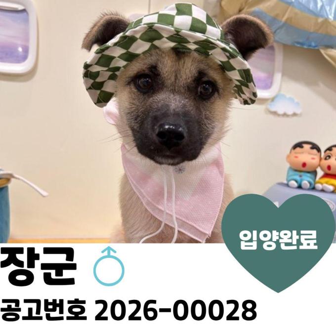 장군 입양 완료 이미지