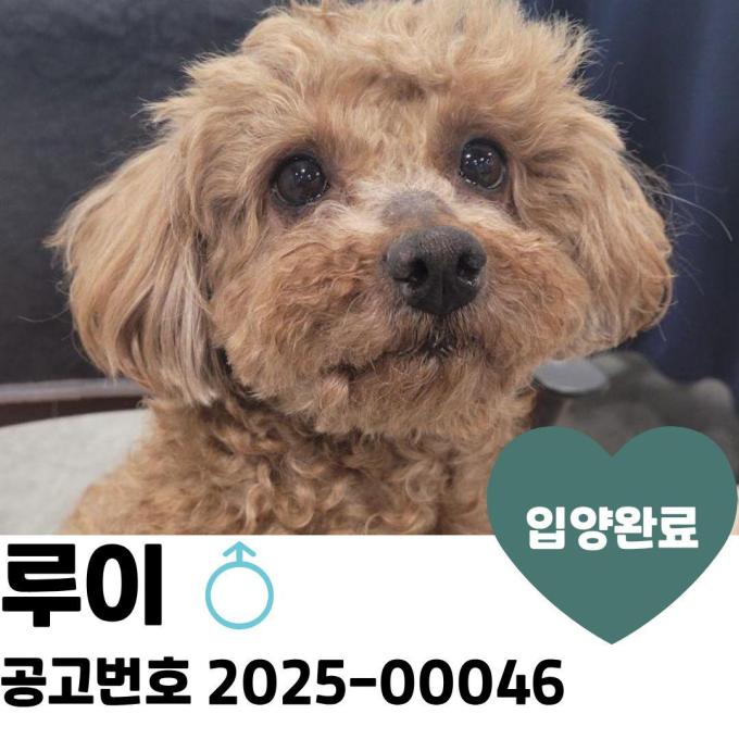루이 입양완료 이미지