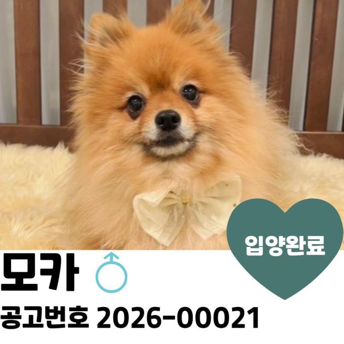 모카 입양완료 이미지