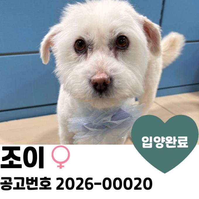 조이 입양완료 이미지