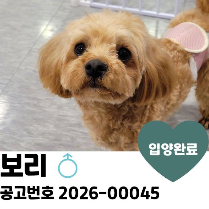 보리 입양완료 이미지