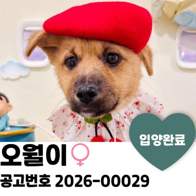 누룽지 입양 완료 이미지