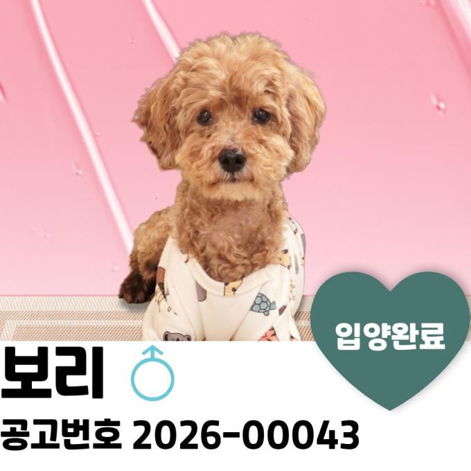 아더 입양 완료 이미지