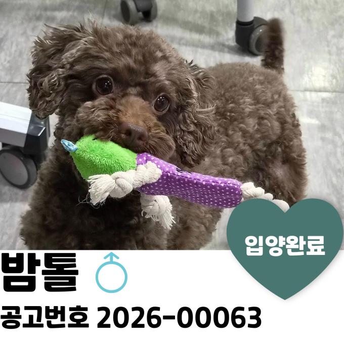 밤톨 입양 완료 이미지
