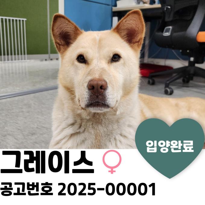 그레이스_입양 완료 이미지