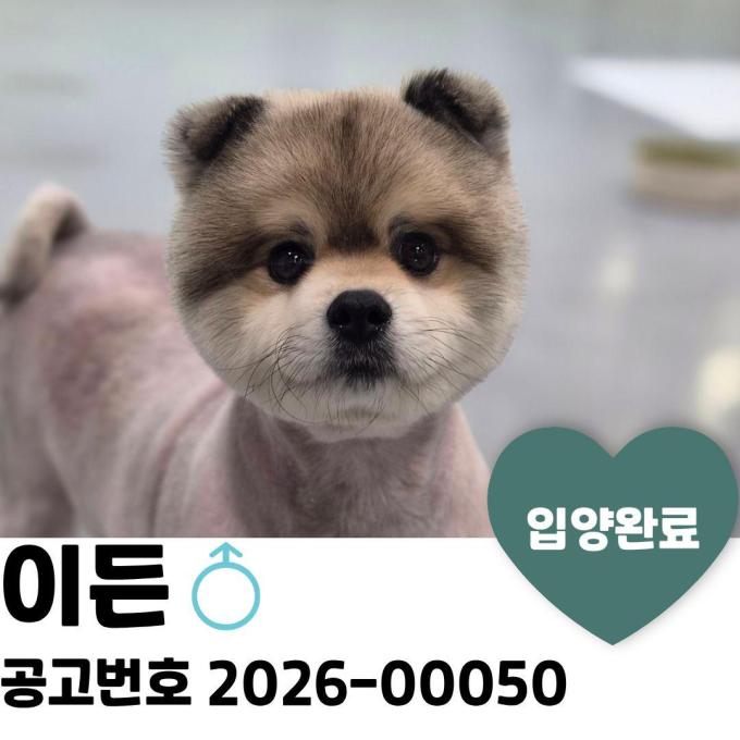 이든_입양완료 이미지