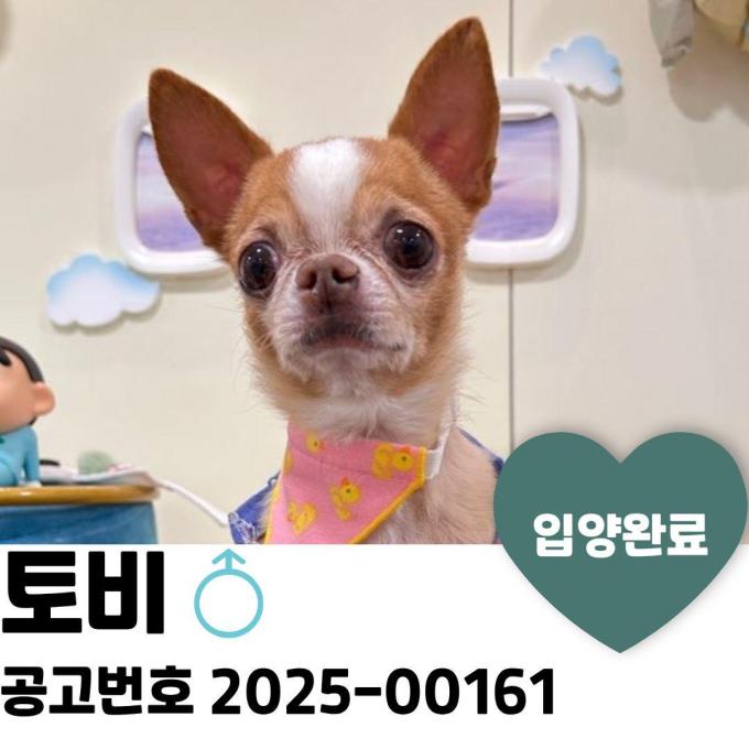 토비_입양 완료 이미지