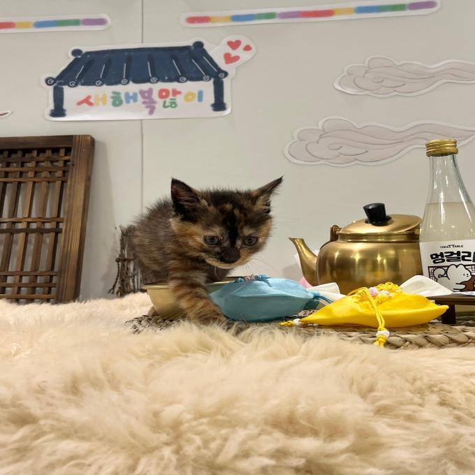 [입양완료] 땅콩이 이미지