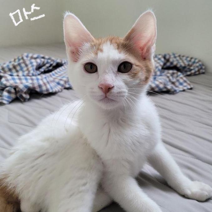[입양완료] 마스 이미지