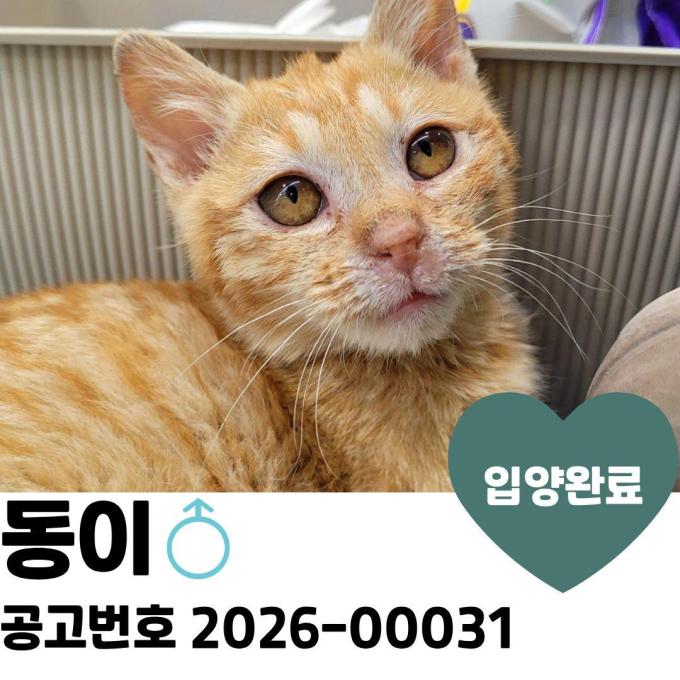 동이 입양완료 이미지