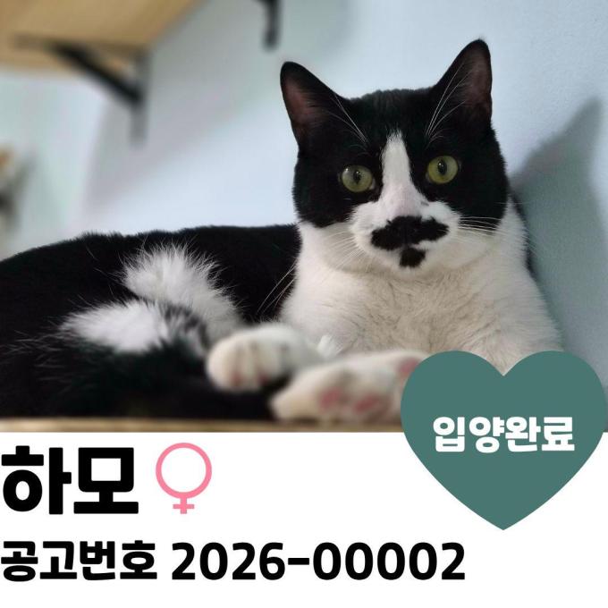 하모 입양완료 이미지
