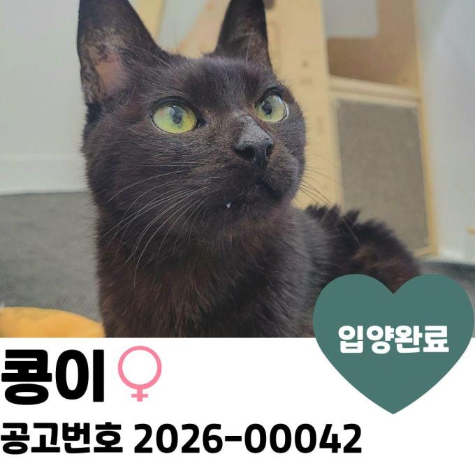 [입양완료] 콩이 이미지