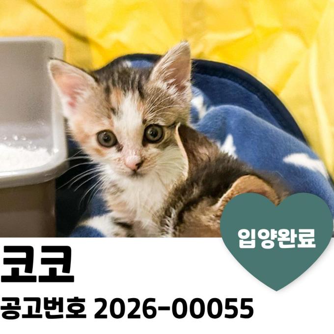 코코 입양 완료 이미지