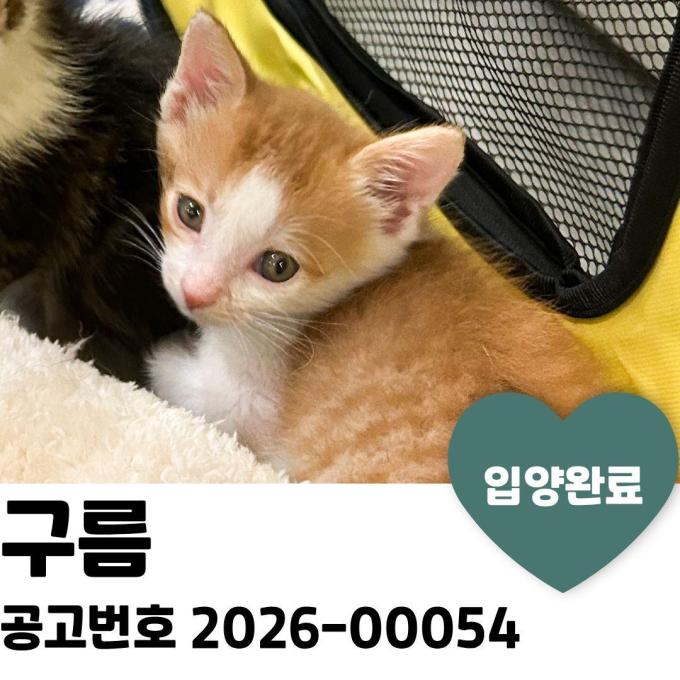 구름 입양 완료 이미지