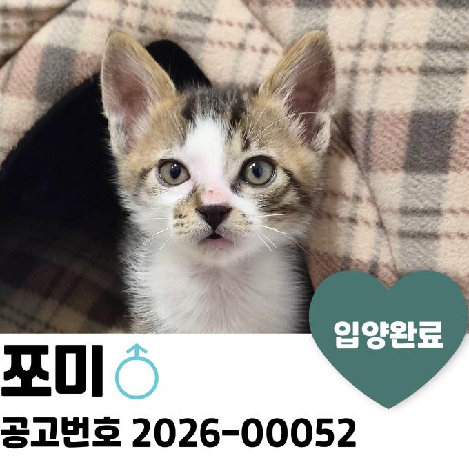 쪼미 입양 완료 이미지