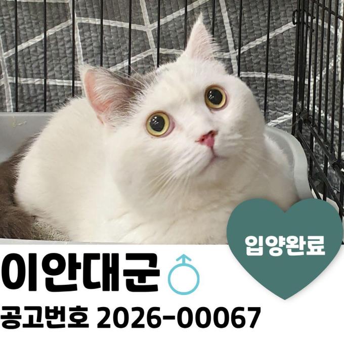 이안대군_입양 완료 이미지
