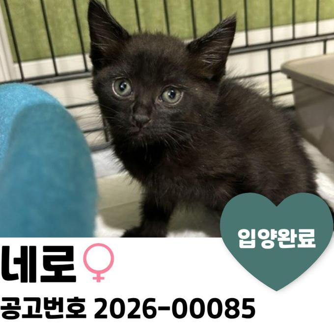네로_입양 완료 이미지
