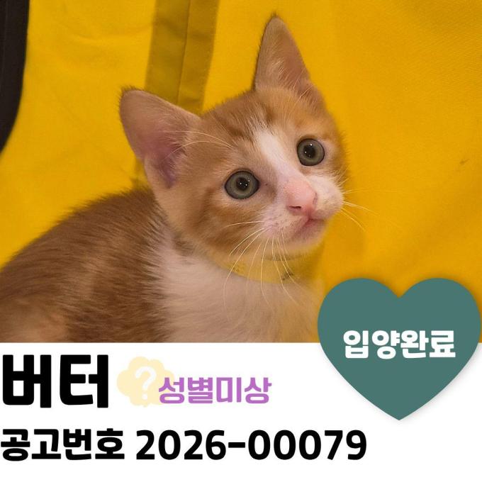 버터_입양 완료 이미지
