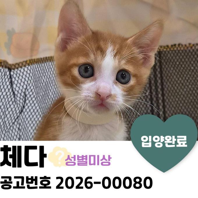 체다_입양 완료 이미지