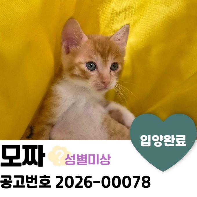 모짜_입양 완료 이미지
