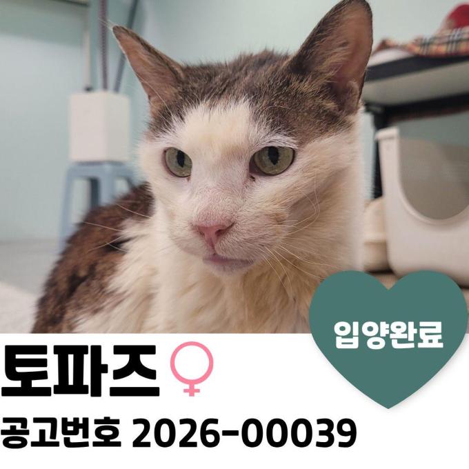 토파즈_입양 완료(2026_06-16) 이미지